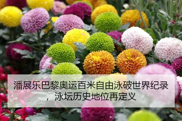 潘展乐巴黎奥运百米自由泳破世界纪录，泳坛历史地位再定义